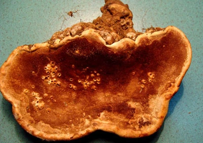 Tận mắt “cục vàng” mọc trên ngọn cây giữa đại ngàn ảnh 4