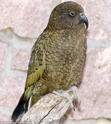 Con vẹt xấu xí nhất thế giới giống.... gà quay ảnh 2