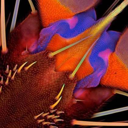 Những bức ảnh tuyệt đẹp về thế giới siêu nhỏ ảnh 8