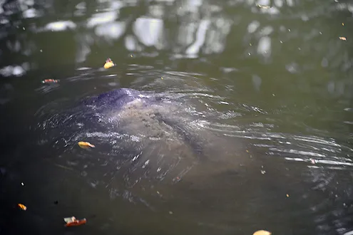 Rùa hồ Gươm "dạo chơi" trong giá lạnh ảnh 6