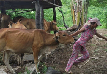 Giải cứu cô gái “người rừng” ảnh 1