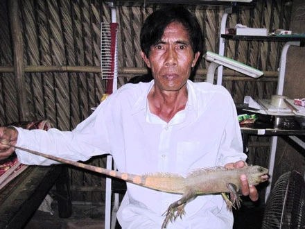 Bắt được con kỳ nhông lạ tại Cà Mau ảnh 1