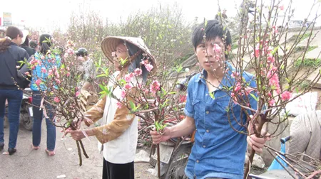 Hà Nội: Đào, hoa đều giảm giá ảnh 1 Hà Nội: Đào, hoa đều giảm giá ảnh 1