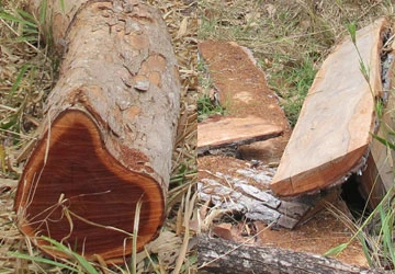 Vườn quốc gia Yok Đôn sắp rỗng ruột ảnh 1 Vườn quốc gia Yok Đôn sắp rỗng ruột ảnh 1