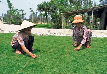 Nghề trồng cỏ ở Hội An ảnh 1