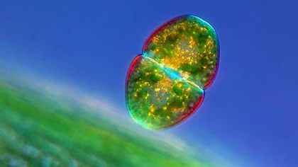 10 ảnh chụp cận cảnh đẹp nhất năm 2012 ảnh 5