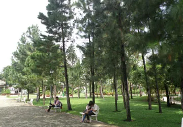 Sài Gòn có một rặng thông ảnh 1