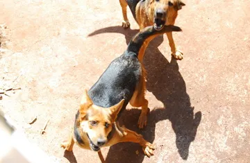 Thực nghiệm hiện trường vụ chó cắn chết người ảnh 2 Thực nghiệm hiện trường vụ chó cắn chết người ảnh 2