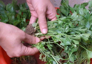 Cần tây không trị được sỏi thận ảnh 1