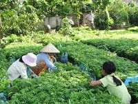 Nhiều người lao động có việc làm từ việc ươm sưa giống.