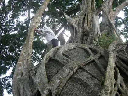 Ngắm cây sanh "có 1 không 2" hàng chục tỷ ảnh 4