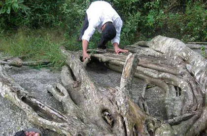 Ngắm cây sanh "có 1 không 2" hàng chục tỷ ảnh 10