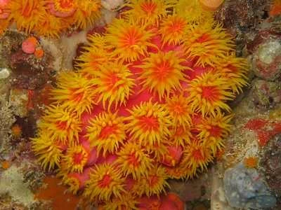 Download bộ hình nền chủ đề “Cuộc sống đại dương” ảnh 7