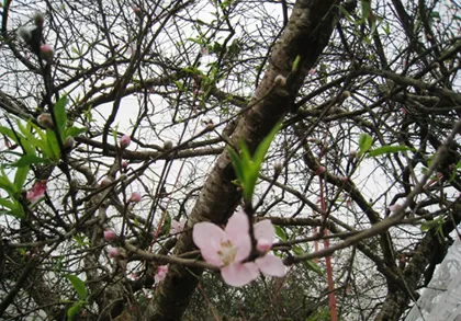 Bê nguyên đào rừng khổng lồ như tòa nhà về bán giữa Thanh Hóa ảnh 2