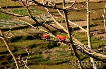 Tháng 3, hoa Gạo nở trên cao nguyên đá ảnh 9 Tháng 3, hoa Gạo nở trên cao nguyên đá ảnh 9