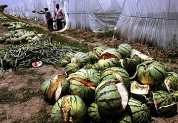 Dưa hấu ở Việt Nam cũng bị phát nổ ảnh 1