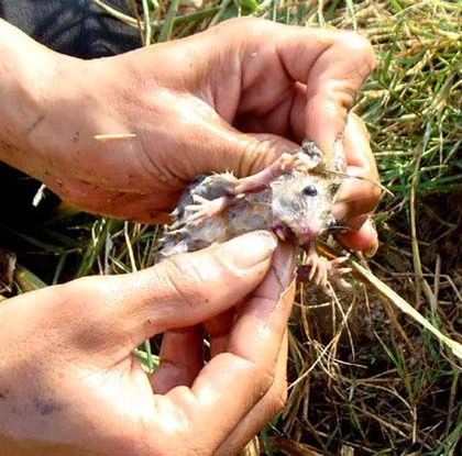 Xơi chuột sống và đặc sản chuột trinh nữ ảnh 7