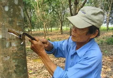 Nguy cơ lạm dụng thuốc kích thích mủ cao su ảnh 1 Nguy cơ lạm dụng thuốc kích thích mủ cao su ảnh 1