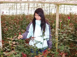 Gần ngày Phụ nữ Việt Nam, hoa hồng Đà Lạt tăng giá mạnh ảnh 1 Gần ngày Phụ nữ Việt Nam, hoa hồng Đà Lạt tăng giá mạnh ảnh 1