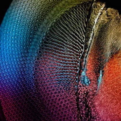 Những bức ảnh tuyệt đẹp về thế giới siêu nhỏ ảnh 9