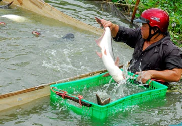 Khởi động dự án ứng cứu cá tra ảnh 2