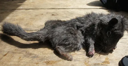 Tìm thấy loài thú tưởng đã tuyệt chủng 11 triệu năm ảnh 1 Tìm thấy loài thú tưởng đã tuyệt chủng 11 triệu năm ảnh 1