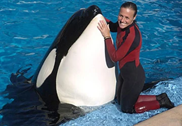 Cá kình dìm chết huấn luyện viên ảnh 1