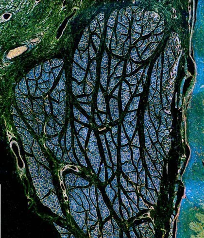 Những bức ảnh tuyệt đẹp về thế giới siêu nhỏ ảnh 7