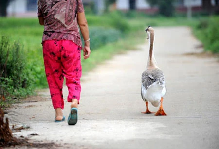 Chú ngỗng suốt ngày bám đuôi bà chủ ảnh 2
