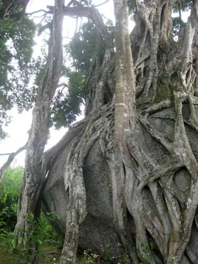 Ngắm cây sanh "có 1 không 2" hàng chục tỷ ảnh 6