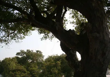 Làng ca trù cổ ở Quảng Bình ảnh 1 Làng ca trù cổ ở Quảng Bình ảnh 1