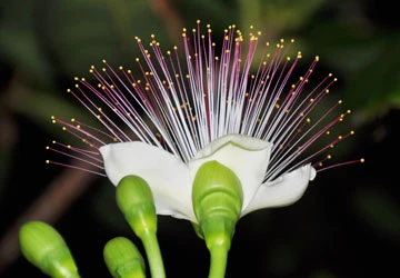 Nhịp sống Trường Sa hôm nay ảnh 8