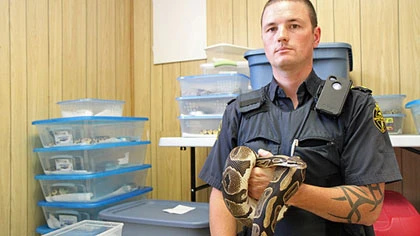 40 con trăn trong phòng khách sạn ảnh 1