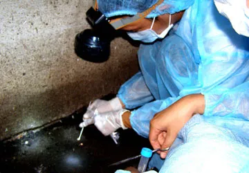 Chim yến ở Đồng Nai không nhiễm A/H5N1 ảnh 1 Chim yến ở Đồng Nai không nhiễm A/H5N1 ảnh 1