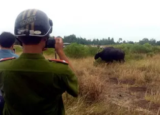 Bò tót chết do suy kiệt? ảnh 2