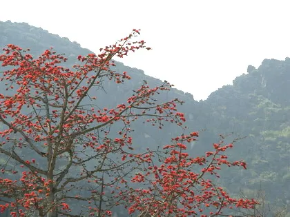 Tháng Ba, hoa gạo khoe sắc ảnh 1