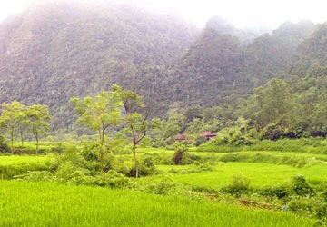 Món quà của “thần rừng” ảnh 1