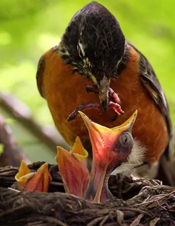 Ảnh động vật trong tuần ảnh 7 Ảnh động vật trong tuần ảnh 7