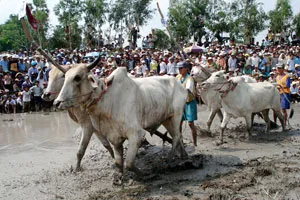 Mỗi lần đua là hai đội với bốn chú bò được huấn luyện kỹ.