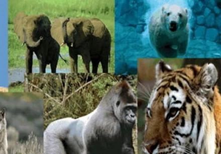 Trái Đất đối mặt nguy cơ đại tuyệt chủng lần 6 ảnh 1