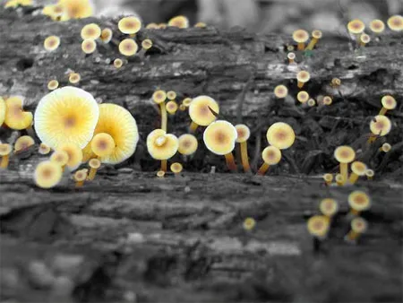 10 ảnh màu cục bộ ấn tượng được tạo từ ứng dụng iPhone ảnh 13 10 ảnh màu cục bộ ấn tượng được tạo từ ứng dụng iPhone ảnh 13