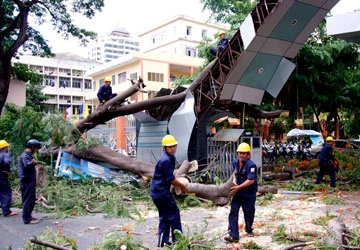 Cổ thụ bật gốc, đè sập cổng trường ảnh 1