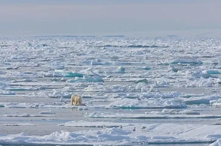 Sững sờ Gấu trắng Bắc Cực ăn thịt đồng loại ảnh 4 Sững sờ Gấu trắng Bắc Cực ăn thịt đồng loại ảnh 4