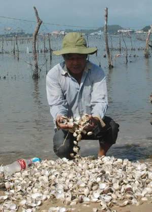 Nghêu, cá chết hàng loạt vì ô nhiễm ảnh 1 Nghêu, cá chết hàng loạt vì ô nhiễm ảnh 1