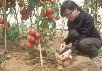 Cô gái... cà chua! ảnh 1