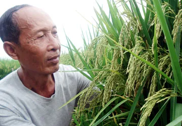 Nổi tiếng từ... một bông lúa ảnh 2 Nổi tiếng từ... một bông lúa ảnh 2