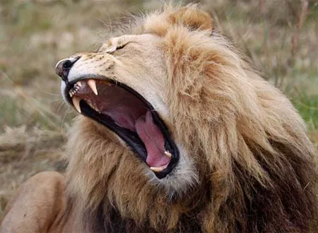 Ảnh động vật trong tuần ảnh 1 Ảnh động vật trong tuần ảnh 1