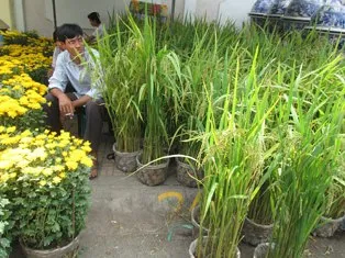 Bắp kiểng, lúa kiểng ra chợ hoa Tết ảnh 2