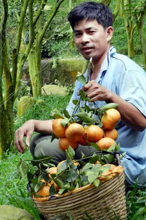 Quýt hồng núi Cấm trúng giá, nhà vườn ăn tết lớn ảnh 12 Quýt hồng núi Cấm trúng giá, nhà vườn ăn tết lớn ảnh 12