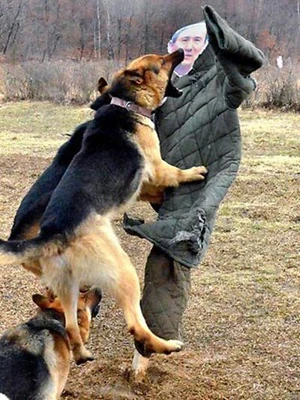 Triều Tiên thả chó vồ "bộ trưởng quốc phòng Hàn Quốc" ảnh 1 Triều Tiên thả chó vồ "bộ trưởng quốc phòng Hàn Quốc" ảnh 1